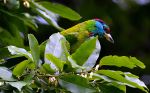 Blue Throated Barbet 